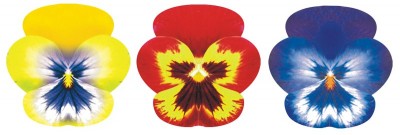 10001 panselute vafa